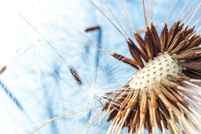 Close-up of dried plant