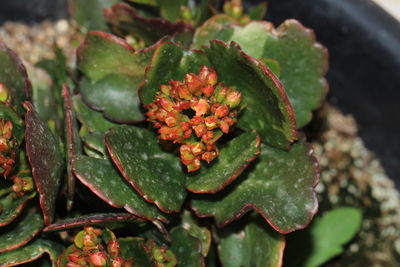 Close-up of succulent plant