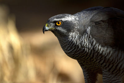 Close-up of a bird