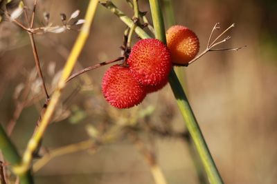 Close-up of lychees growing on plant
