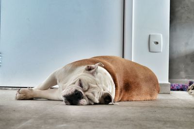 Bulldog sleeping on floor