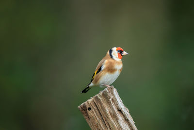 Close-up of bird perching on wood