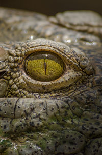 Close-up of snake on rock