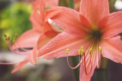 Close-up of pink flowering plant