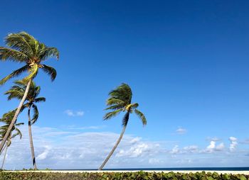 Palm trees against blue sky