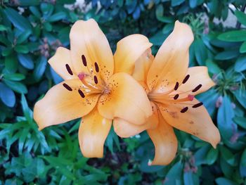 Close-up of yellow lilies