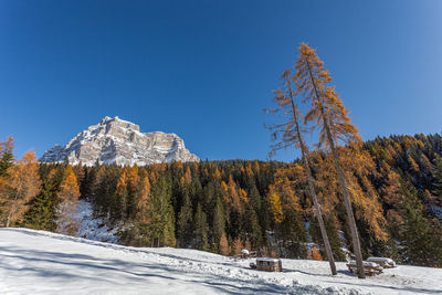 Autumn panorama with colored larches after a snowfall on mount pelmo, dolomites, veneto, italy