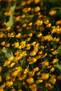 Close-up of flower blooming in field