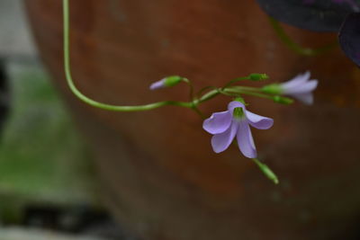 Close-up of flower against blurred background