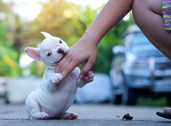 Puppy biting boy hand on road