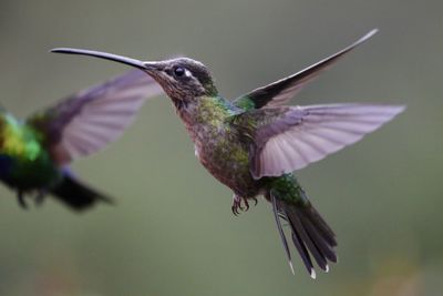 Close-up of bird flying