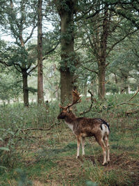 Deer standing in a forest