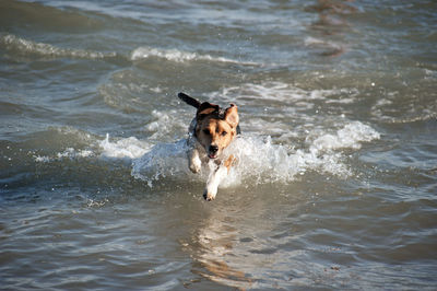 Dog playing in the water of a sea during a sunny day