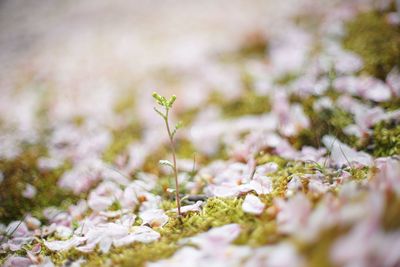 Close-up of plants