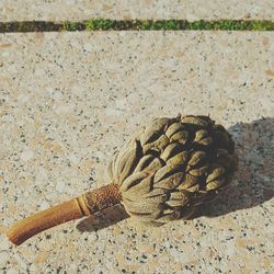 Close-up of leaf on ground