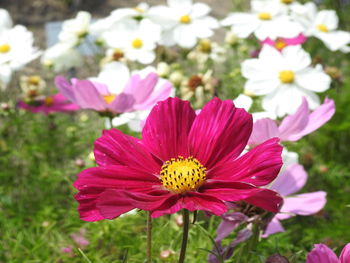 Close-up of pink flowering plants on field