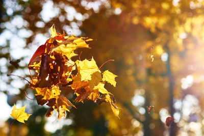 Close-up of yellow maple leaves on tree