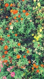 High angle view of orange flowering plants