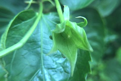 Close-up of plant