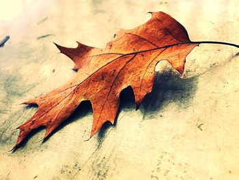 High angle view of maple leaf