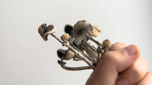 Close-up of hand holding metal against white background