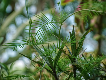 Close-up of pine tree