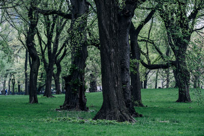 Trees in park