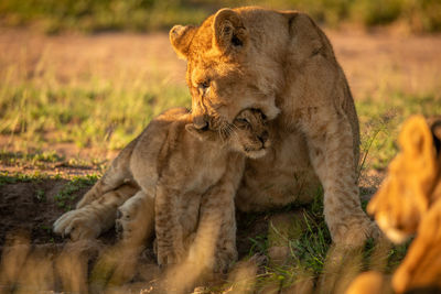 Lioness with cub playing at field