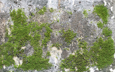 Full frame shot of moss growing on rock