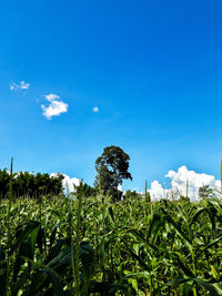 Plants growing on field against blue sky