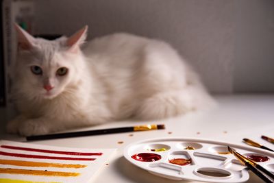 Close-up portrait of a cat