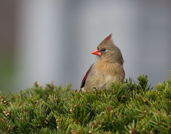 Close-up of bird perching on a plant