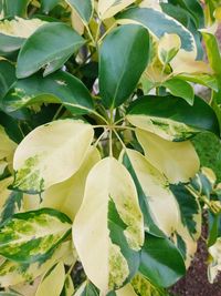 Close-up of green leaves on plant