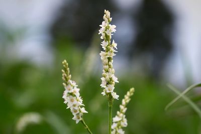 Close-up of plant against white background