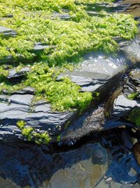 Plants growing on rocks