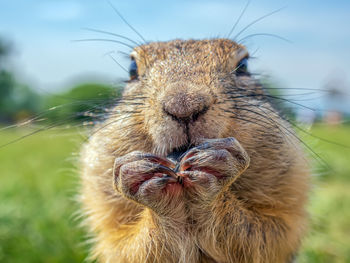 Close-up of squirrel