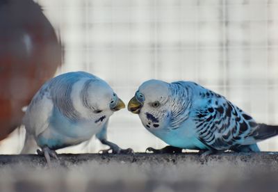 Close-up of two birds perching