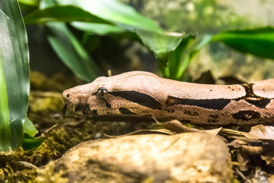 Close-up of a lizard