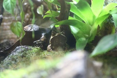 Close-up of lizard on plant in forest