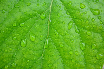 Macro shot of water drops on green leaves
