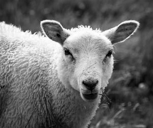 Close-up portrait of sheep