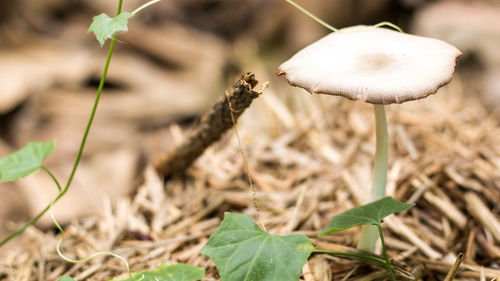 Close-up of mushroom growing on field