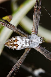 Close-up of insect on plant