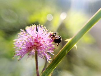 Close-up of bee pollinating on pink flower