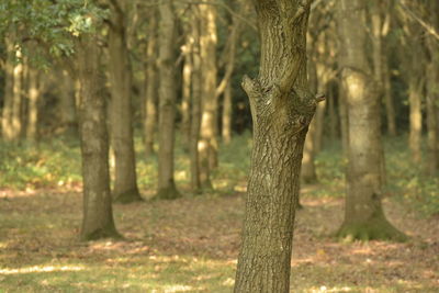 Tree trunk in forest