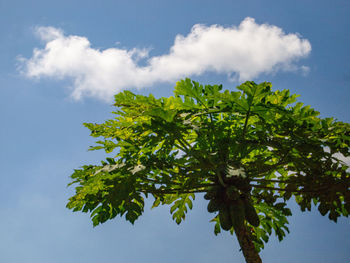 Low angle view of tree against sky