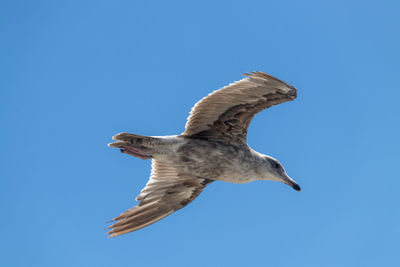 Low angle view of seagull flying against clear blue sky