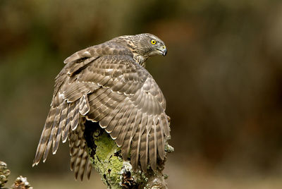 Close-up of eagle flying