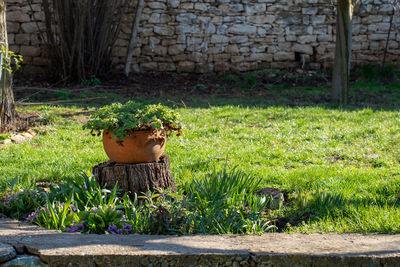 Plants growing on field against wall