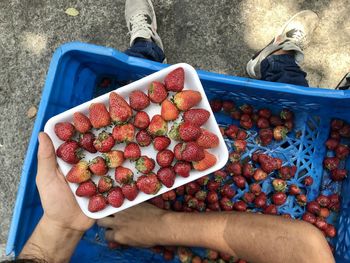 Low section of person holding fruits